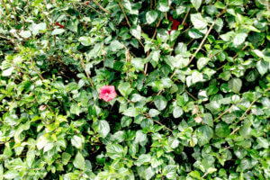 View of a Green Plant that has a flower.