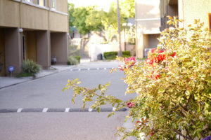 There are houses, plants in the gated community in Torrance