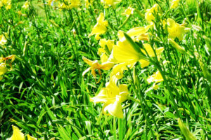 green-and-yellow-flowers-in-torrance_2020