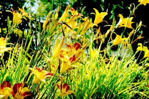 Yellow flowers in Torrance