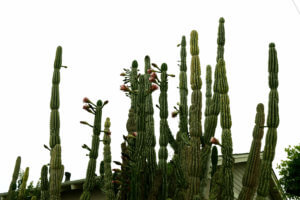 Big cactuses have flowers in California