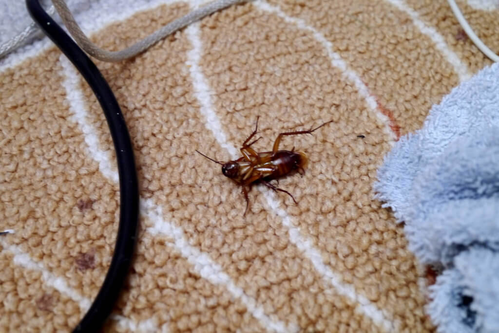 a Cockroach on the rug