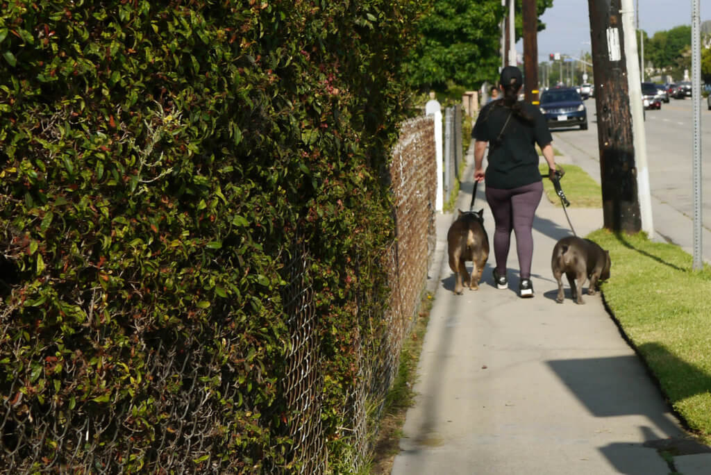 a Woman have two dogs in Torrance