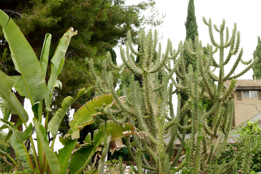 Greenjy cactus and plants in California