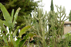 Greenjy cactus and plants in California