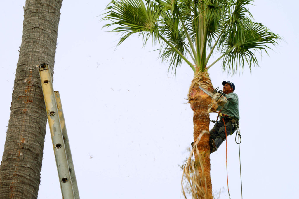 A Mexican man Cutting palm tree