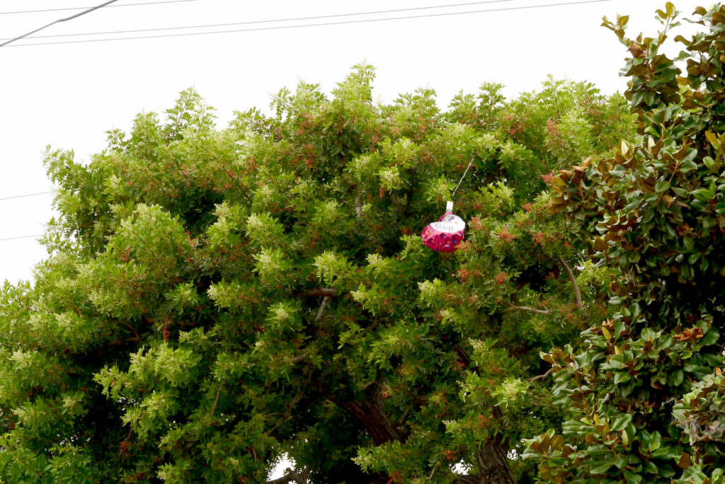 The balloon is stuck on the tree