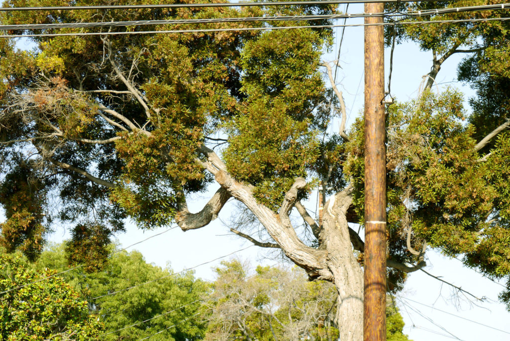 Tree and Telephone pole