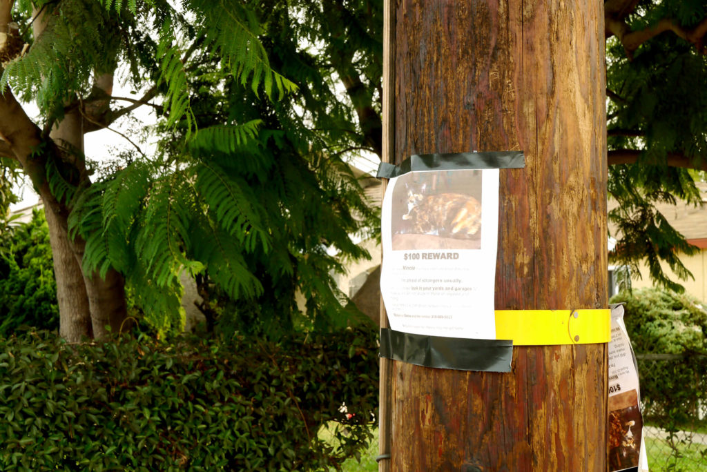 A telephone pole with a cat search wish