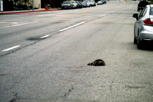 Run over animal on the road in California