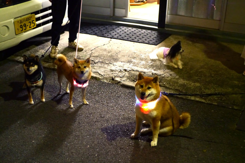 Dogs with glowing collars