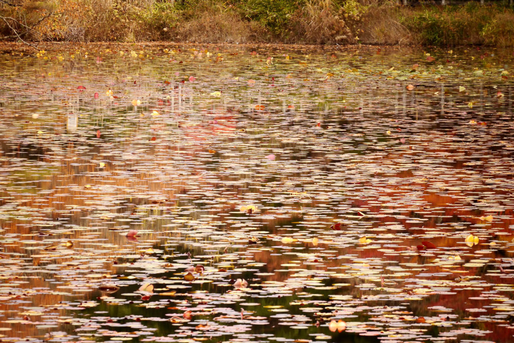 Big pond gokurakuji in Hiroshima