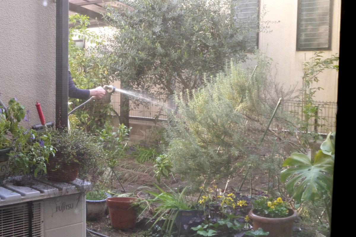 Garden Water the green garden