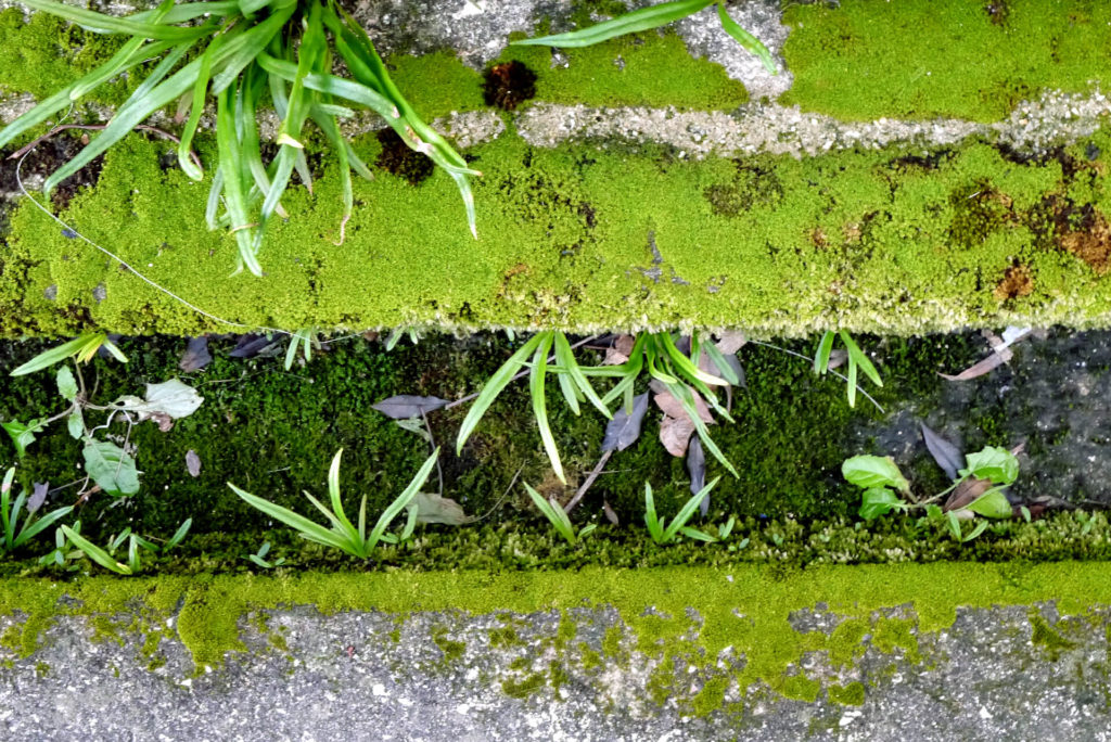 Mossy gutter with weed