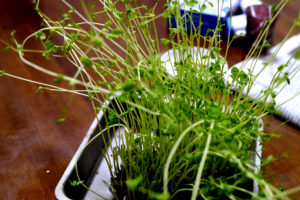 Growing pea sprouts in the stainless steel tray