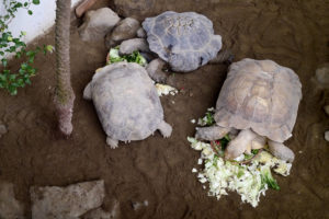 Turtles having food at Kusatsu Tropical Wonderland