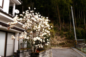 Magnolia tree at Hiroshima Japan