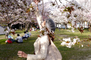 Woman under the Cherry blossom trees at Kairo-yama Hiroshima Japan