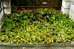 In front of the entrance covered with green weeds in Hiroshima Japan