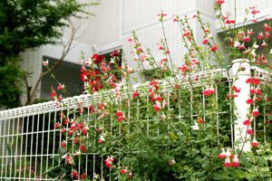 Flowers on the roadside in Hiroshima Japan