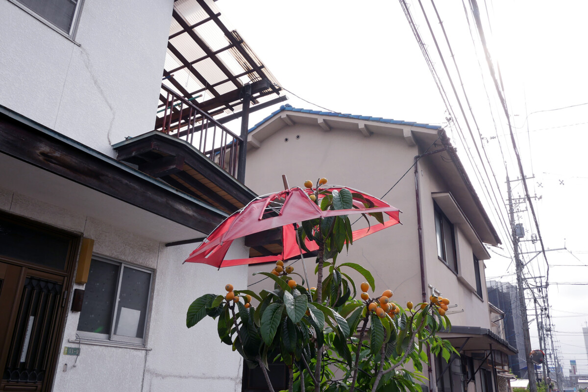 Loquat tree Loquat tree covered with a broken umbrella in Hiroshima Japan