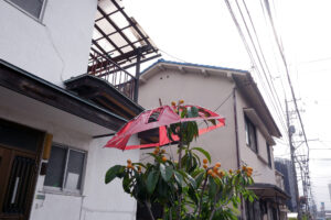 Loquat tree covered with a broken umbrella in Hiroshima Japan