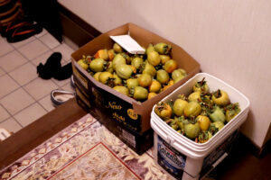 Persimmons in the boxes at the Japanese house's entrance