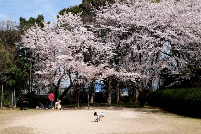 Cherry blossom in japan hiroshima Kairo-yama