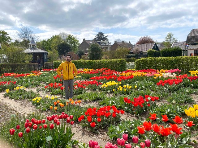 A man is standing at Tulip garden in the Netherlands