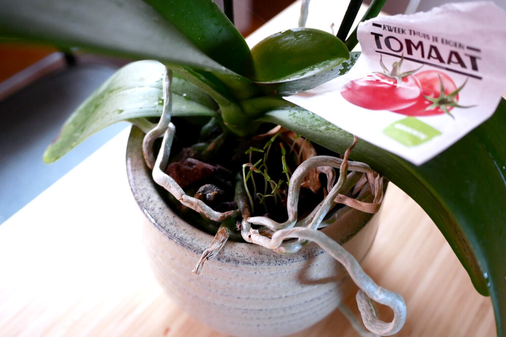 Tomato sprouts appear in dead orchid pots