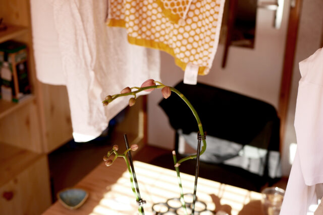 Orchid buds on the table, there are laundry on the background