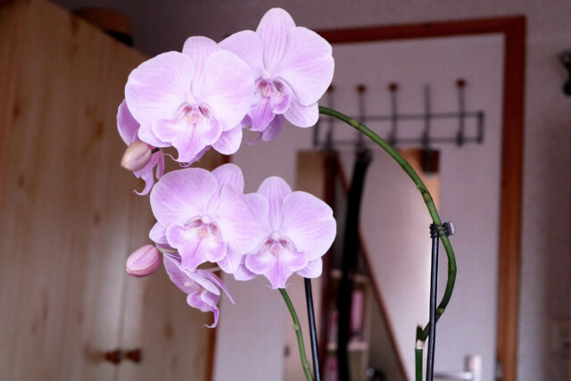 orchids flowers