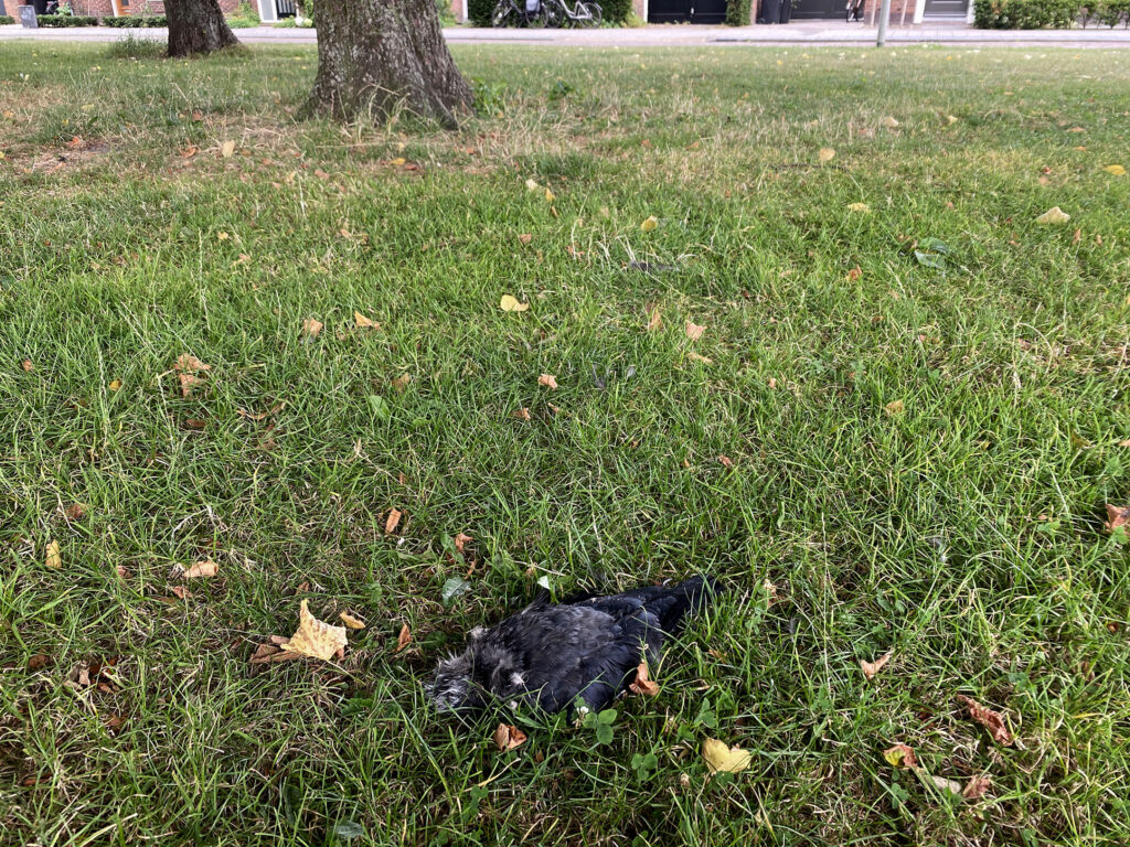 A crow died on the green field