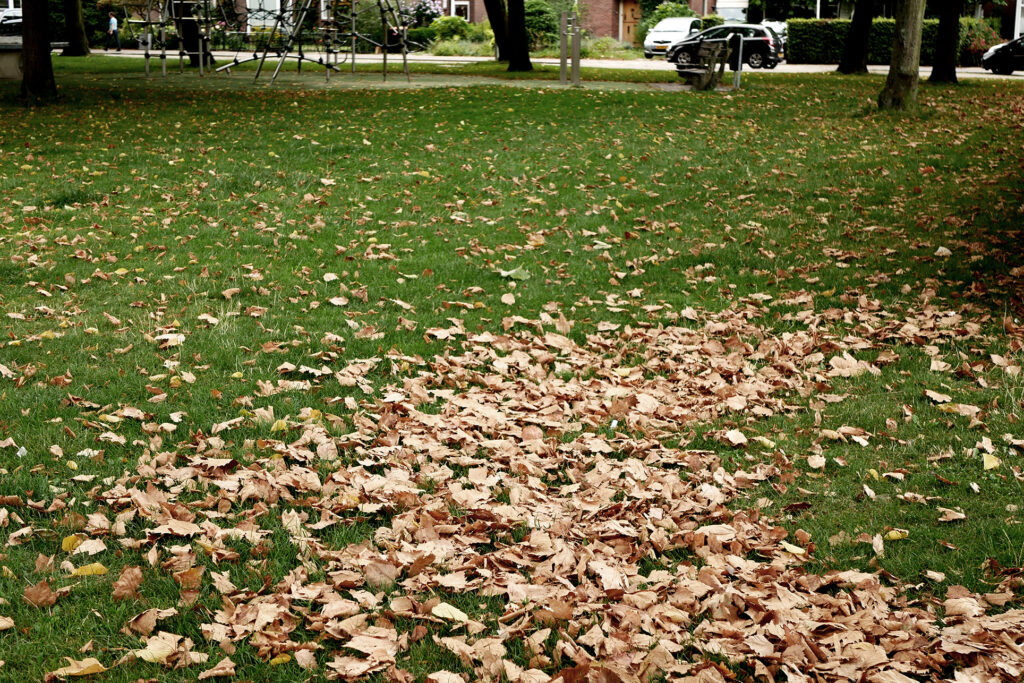 fallen leaves at the green park