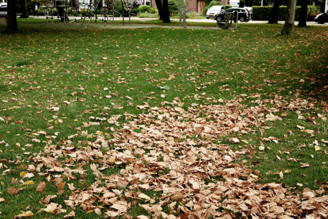 fallen leaves at the green park