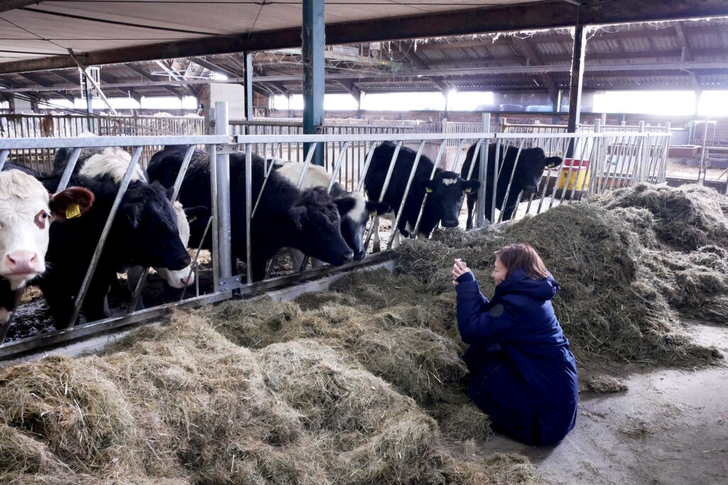 cows farmer a woman taking a photo