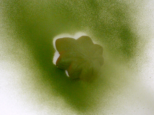 たいままんじゅうの写真素材