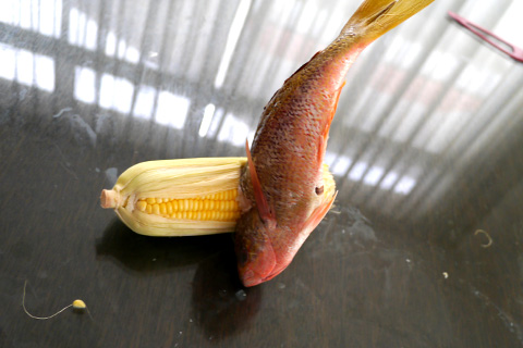 遺伝子組み換えでないの写真素材撮影